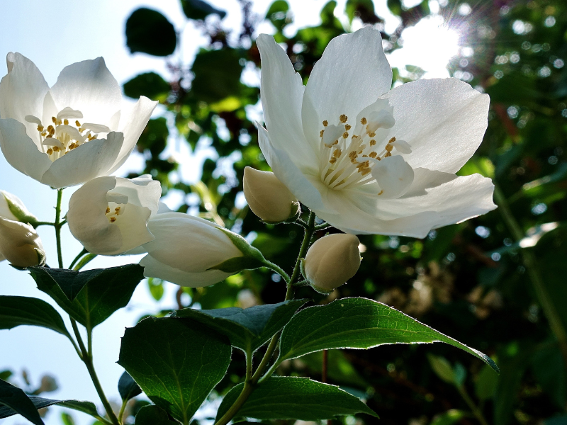 Arabian Jasmin flower